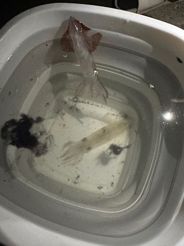 マメイカの釣果