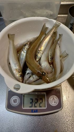 キスの釣果