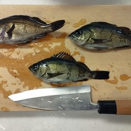 クロメバル