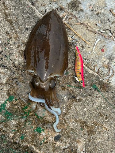 モンゴウイカの釣果