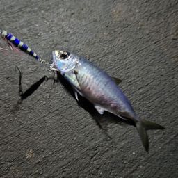メアジ