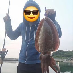 モンゴウイカ
