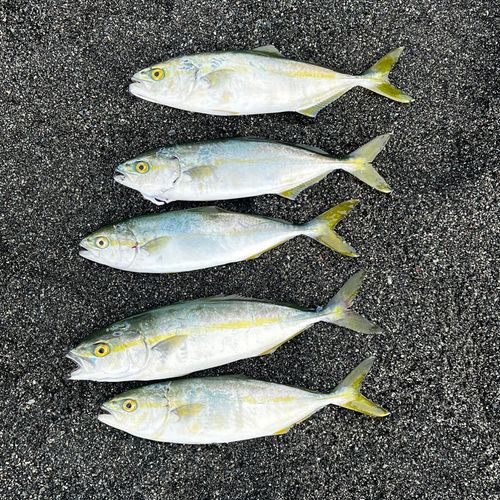 ワカシの釣果