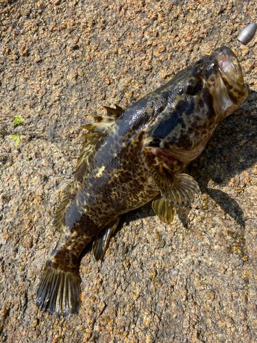 タケノコメバルの釣果