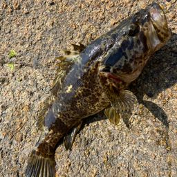 タケノコメバル