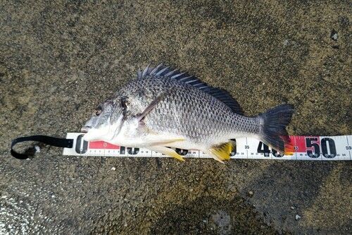 キビレの釣果