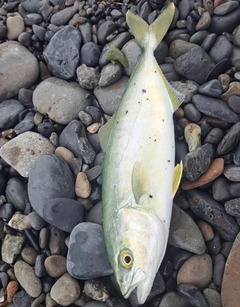 ワカシの釣果