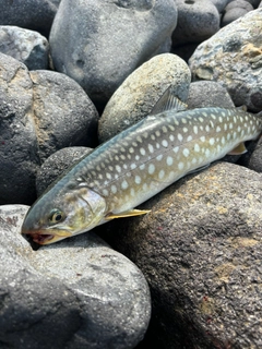 アメマスの釣果