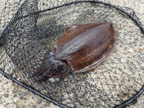 コウイカの釣果