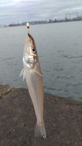 シロギスの釣果