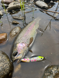 ニジマスの釣果