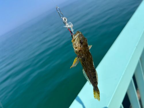 アナハゼの釣果