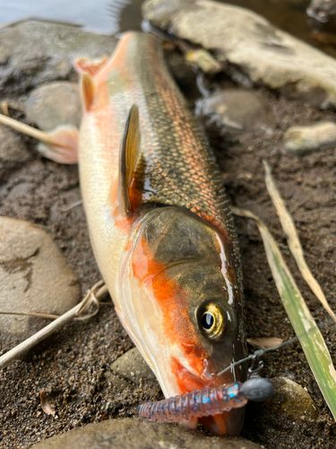 ウグイの釣果