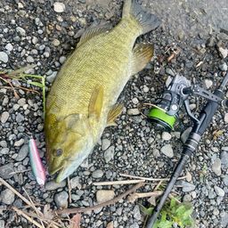 スモールマウスバス