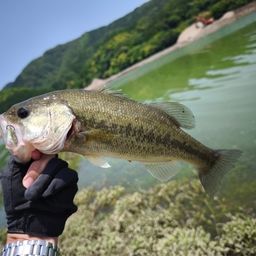 ブラックバス