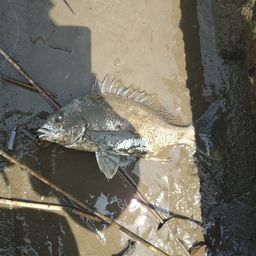 キビレ