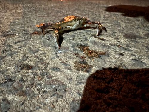 カニの釣果