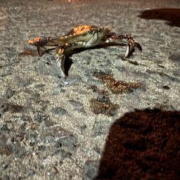 カニ