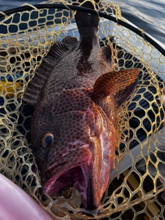 オオモンハタの釣果