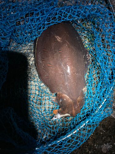 モンゴウイカの釣果