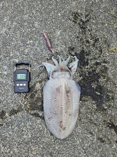 モンゴイカの釣果