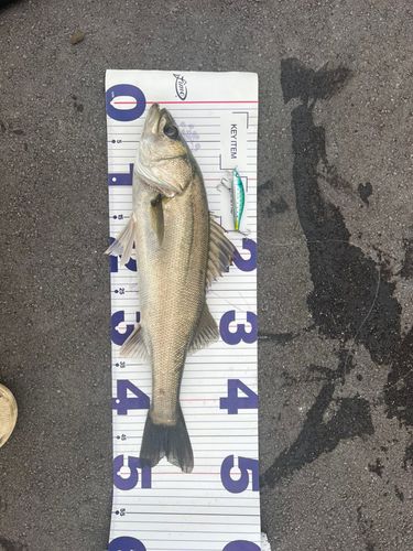 シーバスの釣果