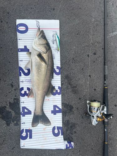 シーバスの釣果