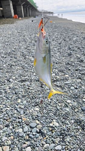 ワカシの釣果