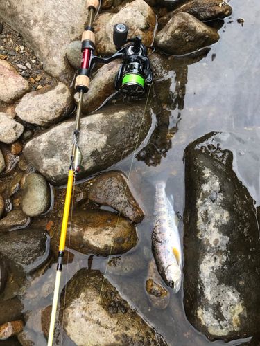 アマゴの釣果