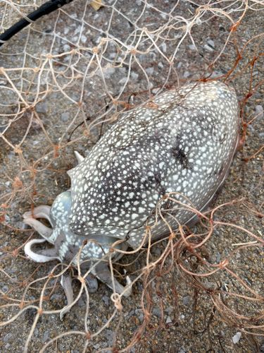コウイカの釣果