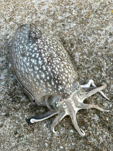 コウイカの釣果