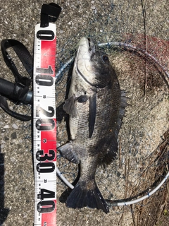 チヌの釣果