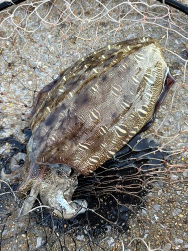 コウイカの釣果