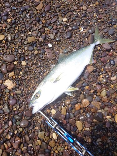 フクラギの釣果