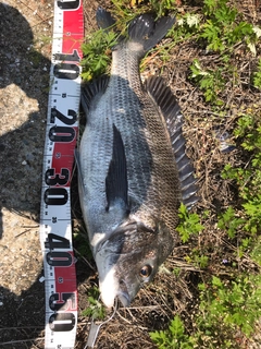チヌの釣果
