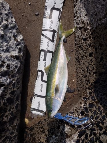 フクラギの釣果