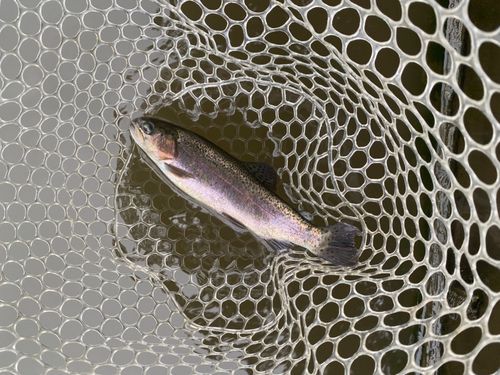 ニジマスの釣果