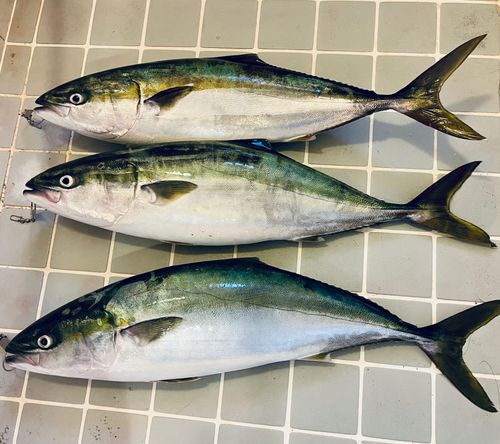 ワラサの釣果