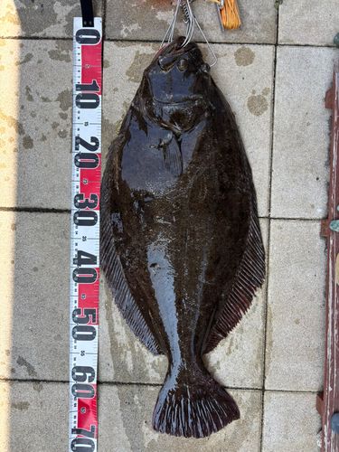 ヒラメの釣果
