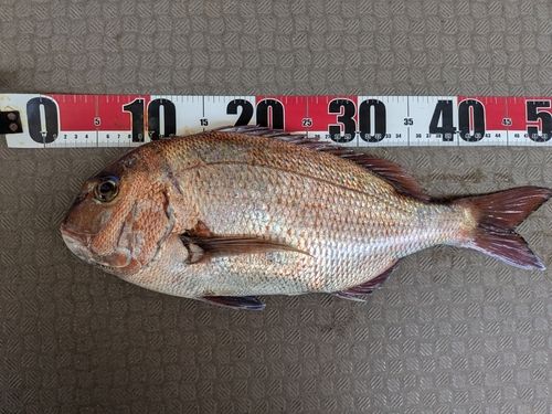 タイの釣果