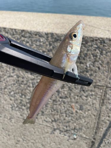 キスの釣果