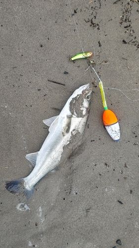 セイゴ（マルスズキ）の釣果