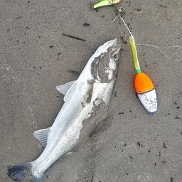 セイゴ（マルスズキ）