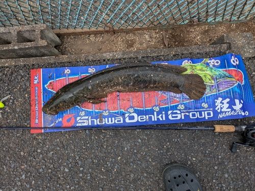 ライギョ