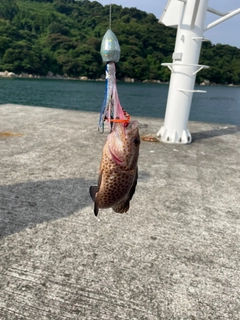オオモンハタの釣果