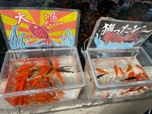 キンギョの釣果