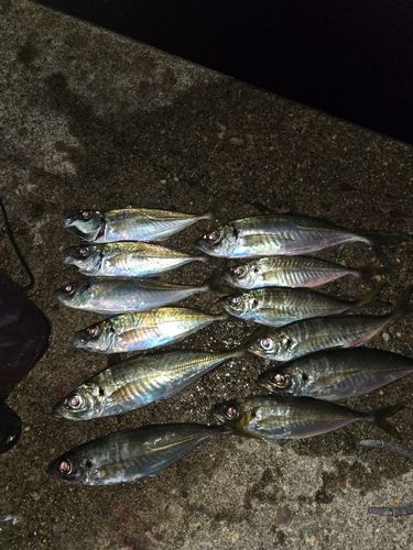 アジの釣果