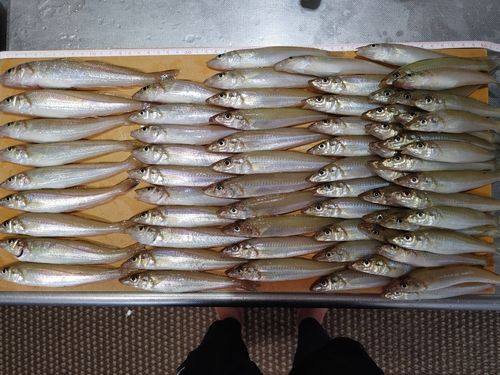 キスの釣果