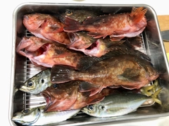 カサゴの釣果
