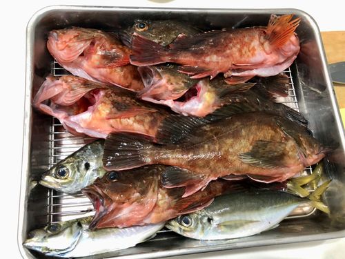 カサゴの釣果